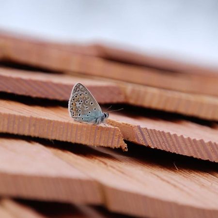 L'Insolite Jurassienne Dompierre-sur-Mont ภายนอก รูปภาพ